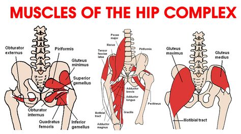 TFL Release for Relaxed Hips and Low Back Pain Relief | Mobility Mastery Hip Flexor Pain, Sore Hips, Low Back Pain Relief, Hip Flexor Stretch, Tight Hip Flexors, Psoas Muscle, Muscle Anatomy, It Band, Hip Muscles