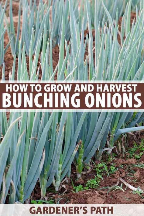 Bunching Onions, Green Onions Growing, Growing Onions, Planting Onions, Garden Bulbs, Veggie Garden, Growing Food, Gardening For Beginners, Growing Vegetables