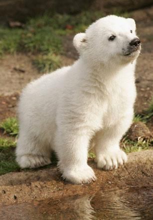 As Berlin zoo's most famous resident approaches his second birthday, we chart his life in pictures Regnul Animal, Baby Polar Bears, Baby Animals Pictures, Baby Animals Funny, Bear Cubs, Bear Stuffed Animal, Cute Animal Photos, Cute Animal Pictures, Cute Creatures