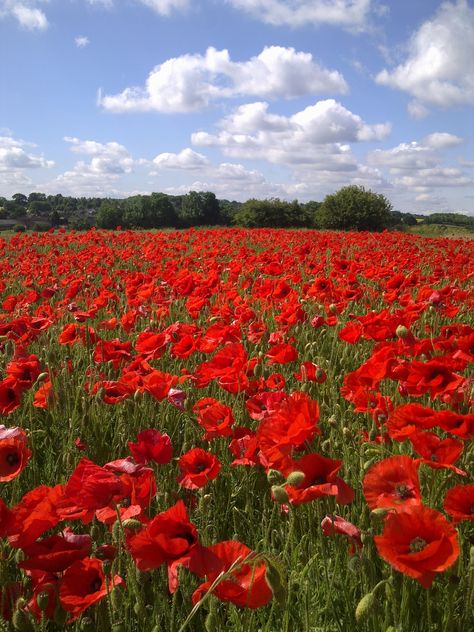 Fields Of Poppies, Poppy Field Aesthetic, Poppy Landscape, Poppy Flower Garden, Poppy Fields Photography, Field Of Poppies Photography, Poppies Field, Red Wildflowers, Poppy Garden