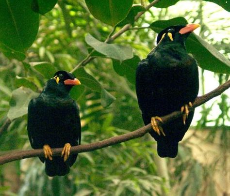 Mynah Burung Beo, Birds Photography Nature, World Birds, Blue Eggs, Funny Birds, Tropical Forest, All Birds, Exotic Birds, Zoology