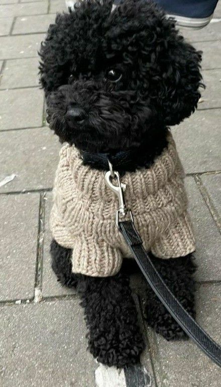 Black Poodle, Cute Small Dogs, Puppy Mom, Dog Mommy, Toy Poodle Puppies, Really Cute Puppies, Maltipoo Puppy, Cute Little Puppies, Poodle Puppy