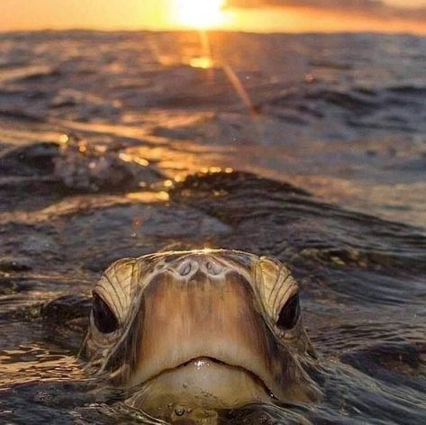 Once-in-a-lifetime photo of a loggerhead sea turtle emerging from the Atlantic at sunrise.  Credit: Rita Whalley Loggerhead Turtle, Loggerhead Sea Turtle, Turtle Swimming, Turtle Love, A Turtle, Amazing Animals, Wildlife Animals, Nature Images, Logo Ideas