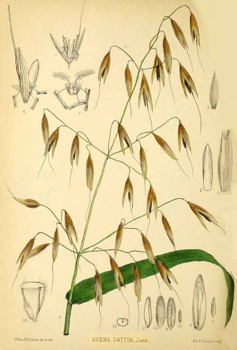 How to identify milky oat tops (The Grow Network) Milky Oats, Wild Oats, Herbal Bath, Herbal Healing, Edwardian Art, Old Book Pages, Healing Arts, Vintage Printable, Botanical Drawings