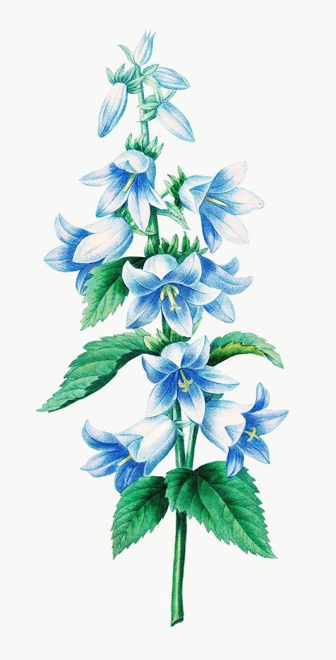 Bellflower Drawing, Bellflower Tattoo, A Flower Drawing, Sticker Overlay, Bluebell Flower, Peruvian Lilies, Bell Flowers, Blue Bell Flowers, Art Mediums