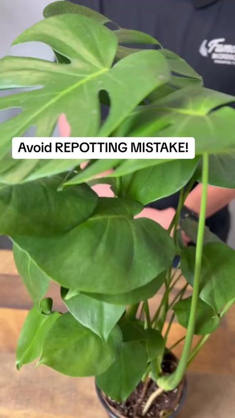 Yes, I understand root girdling is a thing in houseplants, but #plantlove #houseplants #peacelily | Tanner ThePlanter | Tanner ThePlanter · Original audio Repot Monstera Plant, Repotting Monstera, Sun Plants, Peace Lily, Monstera Plant, Desert Plants, Plant Mom, I Understand, Hanging Plants