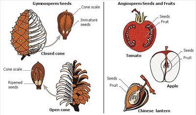 Kids Research Express: Gymnosperm and Angiosperm Seeds Classifying Plants, Horticulture Education, Teaching Plants, Biology College, Biology Plants, Plant Classification, Life Science Activities, Plant Physiology, Biology Lessons