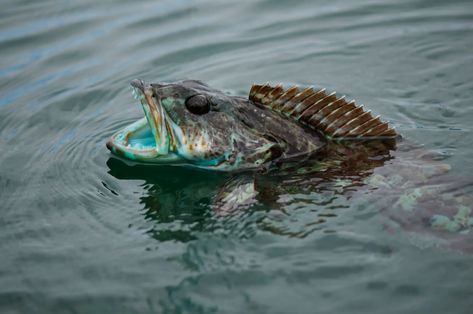 This Fish Loses 20 Teeth Each Day, Then Grows Them All Back - The New York Times Lingcod Fish, Alien Fish, Green Fish, Tooth Replacement, University Of South Florida, Two Fish, One Fish, Blue Fish, Shark Teeth