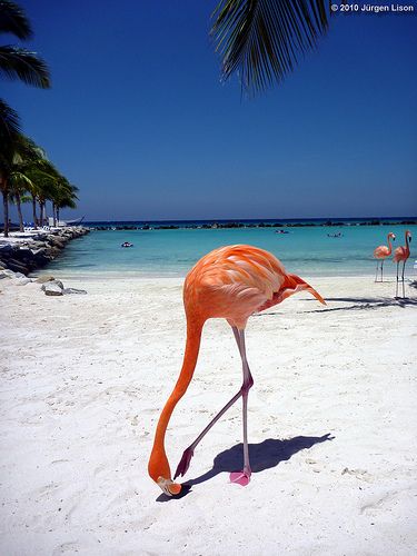 Rennaisance Island, Aruba Flamingo Beach, Pink Flamingo, Beach Walk, Beach Bum, Tropical Paradise, Pink Flamingos, Aruba, Wildlife Photography, Vacation Spots