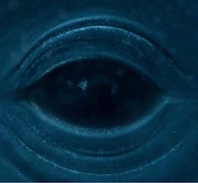 whale's eye Baleen Whales, Intelligent Design, Blue Whale, Frank Ocean, Ocean Creatures, Sound Design, Ocean Life, Eye Drawing, Whales