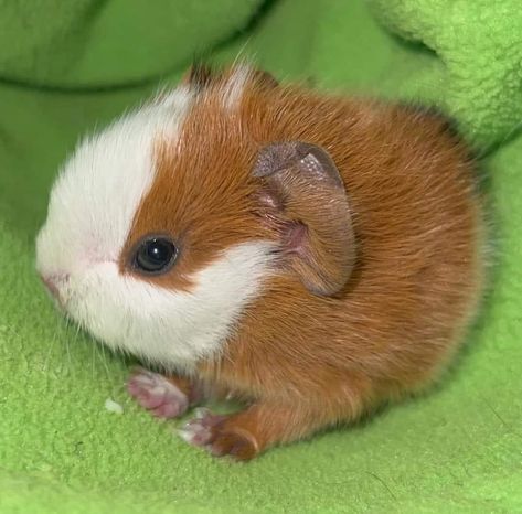 Fat Guinea Pigs, Gunia Pigs, Guinea Pigs Funny, 90 Anime, Pet Guinea Pigs, Cute Guinea Pigs, Strange Photos, Silly Dogs, Silly Animals