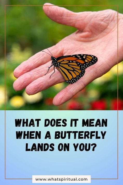 What Does It Mean When a Butterfly Lands on You Spiritually? 2 Meaning Of A Butterfly, Butterfly Landing, Butterflies Flying, Spiritual Meaning, Black Butterfly, Limiting Beliefs, A Butterfly, Spirituality