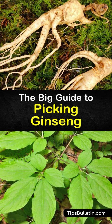 American Ginseng Benefits, Growing Ginseng, Ginseng Benefits, Ginseng Plant, Medicinal Herbs Remedies, Herbs Remedies, American Ginseng, Regrow Vegetables, Wild Herbs