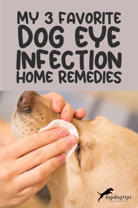 My Top 3 Dog Eye Infection Home Treatments Eye Infection In Dogs, Dogs Eyes Problems, Essential Oils Dogs, Puppy Room, Dog Remedies, Eye Infections, My Top 3, Oils For Dogs, A Vet