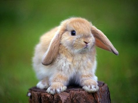 My favorite animal is rabbit Holland Lop Bunnies, Rabbit Wallpaper, Rabbit Pictures, Bunny Images, Holland Lop, Bunny Pictures, A Bunny, Cute Animal Videos