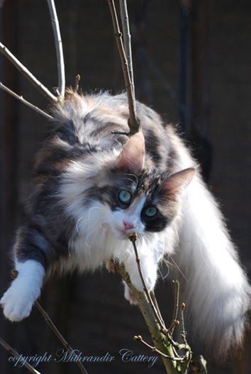 Angora Cat, Turkish Angora Cat, Angora Cats, Turkish Angora, Warrior Cat Oc, Rare Cats, Cat Oc, Cat Reference, Gorgeous Cats