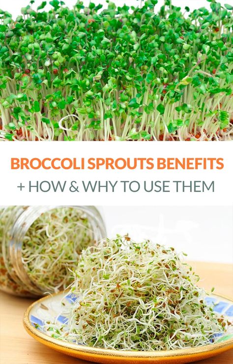 The Amazing Broccoli Sprouts Benefits & How To Use Them #broccolisprouts #nutrition #broccoli #nutrients Broccoli Sprouts Benefits, Sprouts In A Jar, Sprouts Benefits, Tomato Nutrition, Calendula Benefits, Fruit Health Benefits, Broccoli Sprouts, Matcha Benefits, Lemon Benefits