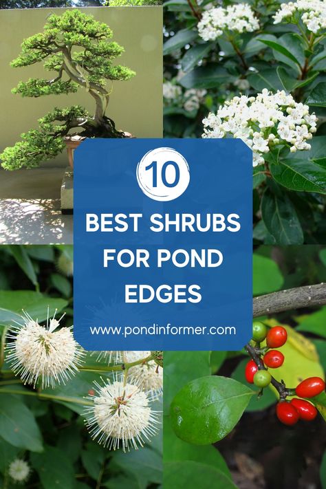 Guide to 10 of the best shrubs for pond edges, their benefits, native regions, and how to plant & care for them. Boarder Plants, Pond Trees, Garden Pools, Moss Gardens, Native Plant Landscape, Retention Pond, Pond Garden, Landscaping Trees, Backyard Pond