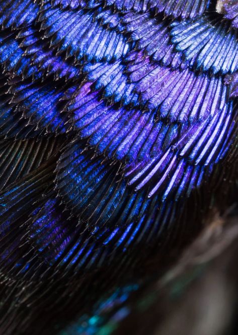 If you’ve ever looked closely at a hummingbird’s feathers, you may have noticed the shimmering colors that seem to shift with your point of view. What you’re seeing is a phenomenon scientists call iridescence.