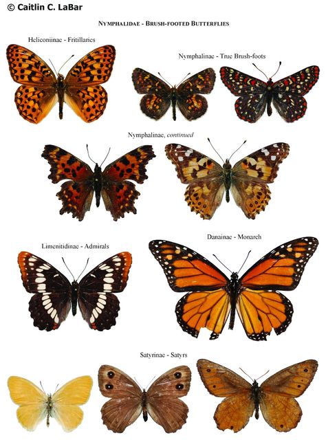 Northwest Butterflies: Naming Lepidoptera Names Of Butterflies, Types Of Butterflies, Beautiful Butterfly Photography, Butterfly Species, Butterfly Poster, Garden Angels, Butterfly Images, Flower Meanings, Butterfly Drawing