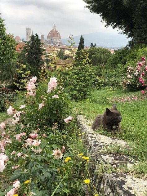 Cat Chilling, Florence Italy, The Grass, Rose Garden, The Rose, A Cat, Florence, Lush, Trees