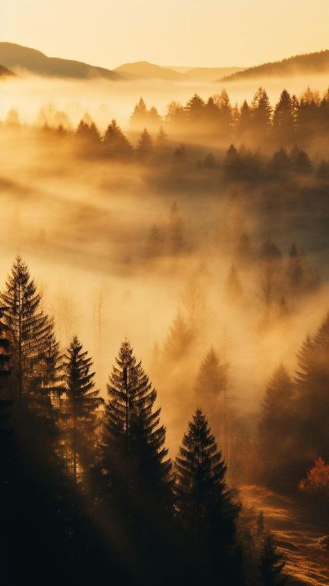 Foggy Fall Morning1 Golden sunrise over a misty forest, with rays of light filtering through pine trees in a mountainous landscape. | Sky Rye Design Dreamy Girls Bedroom, Autumn Phone Wallpaper, Bedroom Decoration Ideas, Sunrise Mountain, Fall Landscape Photography, Nature Autumn, Free Nature, Forest Scenery, Nature Wallpapers