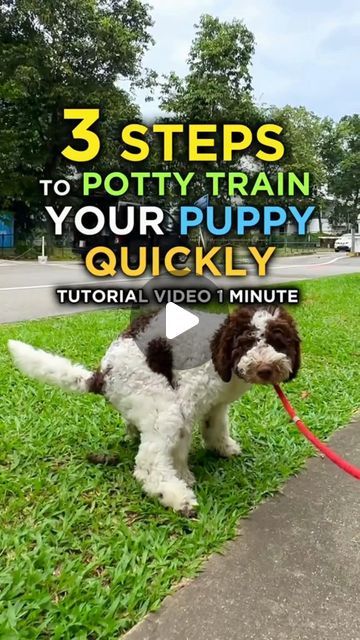 Train Your Puppy on Instagram: "If you want to have a better bond with your puppy, Then this is for you 👇👇  High-Quality Dog Training Course To Improve A Dog's Intelligence And Behavior, Plus Easy Instructions For Training >>>> @smartdog.train  Here is some information to help get you started:⁠  ♦️ Start a Dog Obedience Program: Learn how to set a basic foundation before you begin to train your dog.  ♦️ Train Your Dog Using Games: Training your dog should be fun! Everyone knows it's easier to learn when you are having a good time, so try implementing some games into your dog training regimen.⁠  ♦️ Six Weeks to a Well-Trained Dog: Using this schedule as a guide, you can teach your dog the basics in about six weeks.⁠ ⁠ ♦️ Positive Reinforcement: There are many different ways to train a dog Dog Training Obedience Teaching, Trained Dog, Train A Dog, Train Your Puppy, Dog Spaces, Best Bond, Giant Dogs, Frenchie Puppy, Train Your Dog