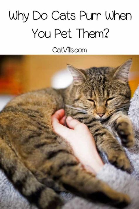 Why Do Cats Purr When You Pet Them? (7 Reasons) Why Do Cats Purr, Purring Cat, Cat Purr, Newborn Kittens, Mother Cat, Well Read, Kitten Pictures, Outdoor Cats, Baby Kittens