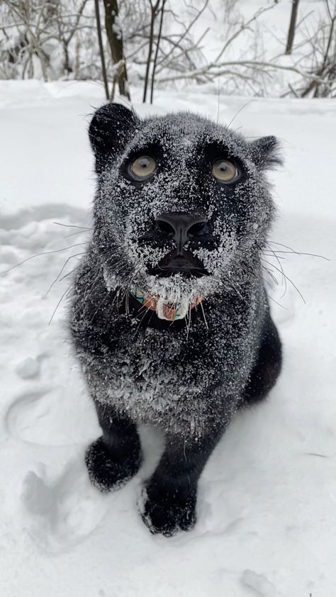 luna_the_pantera on Instagram: Beautiful winter❄️ Panther Cub, Black Panther Cat, Panther Cat, Panther Art, Exotic Cats, Cheetahs, Black Animals, Nature Adventure, Wildlife Nature