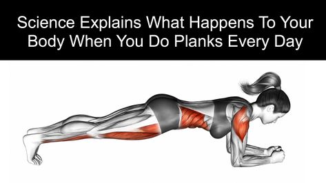 Planks are one of the hardest ab exercises out there, but they're worth it! Science explains what happens to your body when you do planks every day... 30 Day Plank, 30 Day Plank Challenge, Calendula Benefits, Coconut Health Benefits, Plank Challenge, Ab Exercises, Plank Workout, Feel Younger, Essential Nutrients