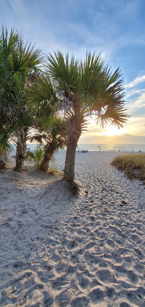 Manasota Key Florida, Manasota Key, Florida Boating, Englewood Florida, Small Shark, Clean Beach, Beach Road, Pier Fishing, Beach Tops