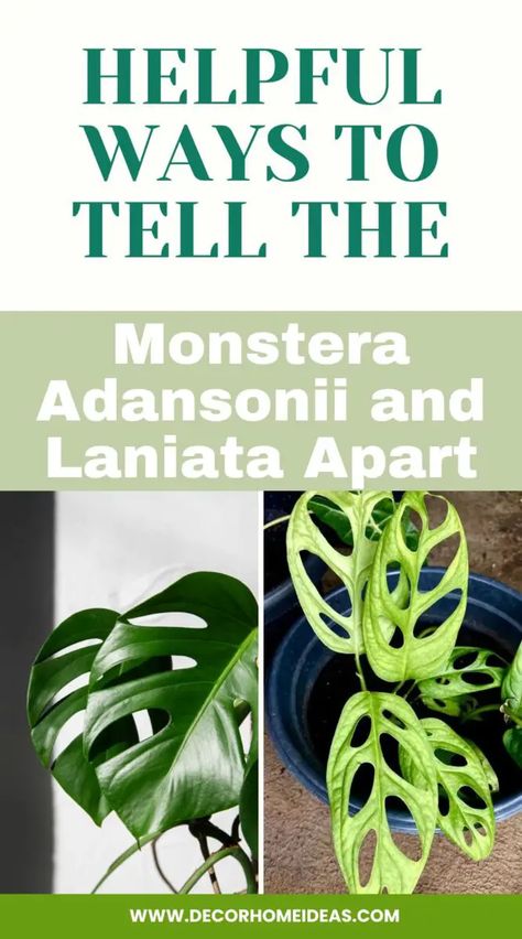 Distinguish between Monstera Adansonii and Laniata plants with these helpful tips. Learn the key characteristics and subtle differences to accurately identify and differentiate between these two popular varieties of Monstera plants. Monstera Plants, Monstera Adansonii, Rooting Hormone, Swiss Cheese Plant, Cheese Plant, Monstera Plant, Peat Moss, Neem Oil, Delicious Fruit