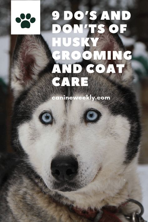 Husky Tips, Husky Shedding, Husky Care, Husky Puppy Training, Husky Grooming, Siberian Husky Training, Red Siberian Husky, Husky Training, Husky Facts