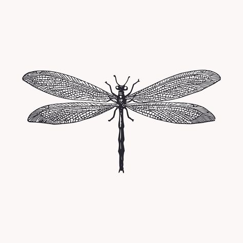 Dragonfly insect illustration clipart vector. Free public domain CC0 image | free image by rawpixel.com Insect Clipart, Dragonfly Illustration, Insect Illustration, Dragonfly Drawing, Dragonfly Insect, Vintage Dragonfly, Hand Draw, Public Domain Images, Free Psd