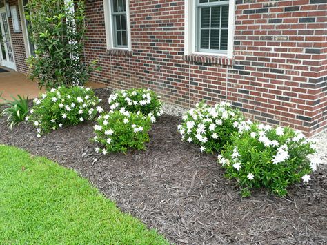 Frostproof Gardenia a Louisiana Super Plant Frostproof Gardenia, Louisiana Gardening, Gardenia Shrub, Gardenia Bush, Garden Wonderland, Gardenia Plant, Front Garden Landscape, Home Floral Arrangements, Lavender Garden