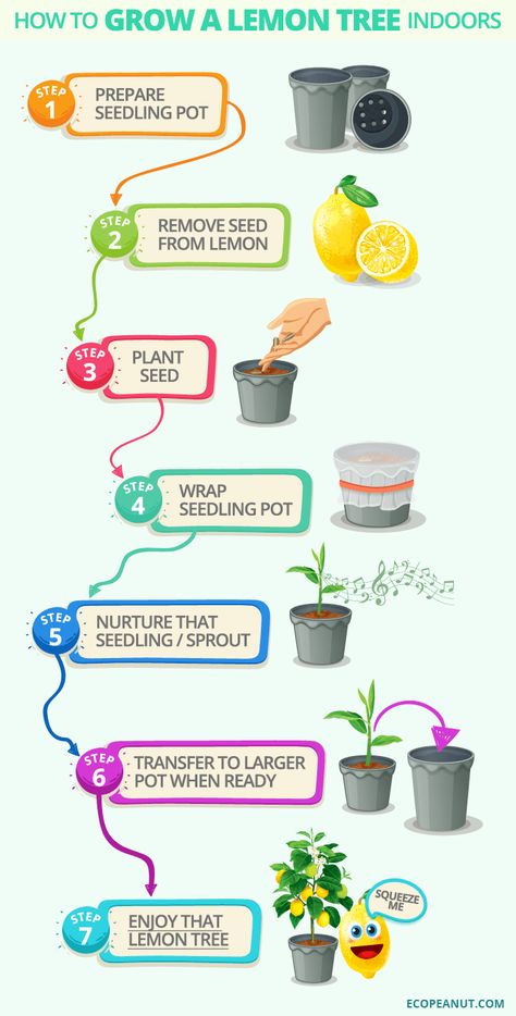 How to grow a lemon tree indoors v1 Lemon Trees In Pots, Citrus Tree Indoor, Indoor Lemon Tree, Lemon Tree From Seed, Grow Lemon, Trees In Pots, Regrow Vegetables, How To Grow Lemon, Easy Peasy Lemon Squeezy