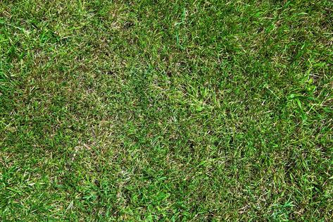 Textura de césped verde con pasto seco F... | Premium Photo #Freepik #photo #textura-cesped #parque #pasto #jardin Tall Fescue, Bermuda Grass, Different Shades Of Green, Grass Seed, Perfect Garden, Outdoor Carpet, Artificial Grass, Deep Green, Artificial Plants