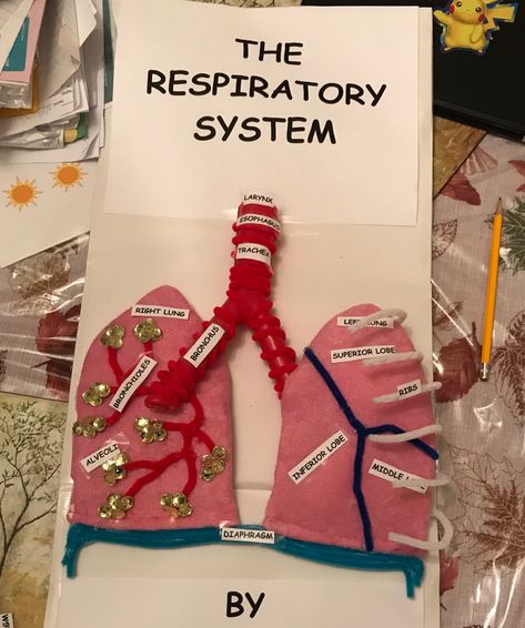 Respiratory System Project Respiratory System Projects, Nervous System Projects, Circulatory System Projects, Human Body Systems Projects, Body Systems Project, Respiratory System Anatomy, Life Science Projects, Heart Science, Human Respiratory System