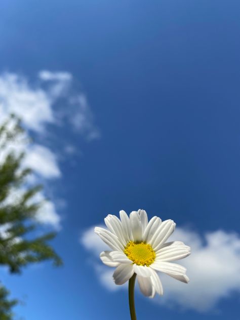 #daisy #papatya #walpapper profile picture profile picture Daisy Flower Profile Picture, Plants Profile Picture, Profile Flower Picture, Fb Profile Pictures Aesthetic, Profile Picture Flowers, Flower Profile Picture, Fb Profile Pictures, Blue Profile Picture, Cloud Photography