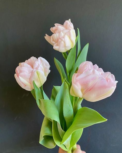 Angelique Tulip, Individual Flowers, Tulip Bouquet, 2024 Wedding, Pink Tulips, June 17, Tulips Flowers, Garden Styles, Soft Pink