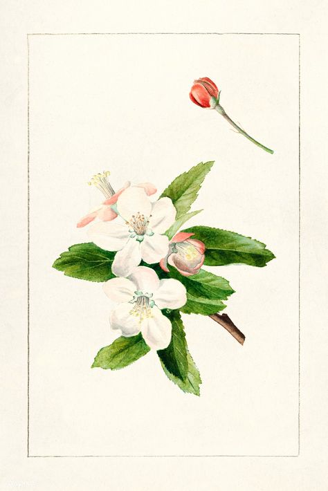 Crab Apple Flower (Malus) (1910) by James Mrion Shull. Original from U.S. Department of Agriculture Pomological Watercolor Collection. Rare and Special Collections, National Agricultural Library. Digitally enhanced by rawpixel. | free image by rawpixel.com Crab Apple Tree Tattoo, Crab Apple Flower, Water Colour Illustration, Apple Sketch, Shakespeare Garden, Pear Flower, Flower Invitation Card, Apple Illustration, Apple Flowers