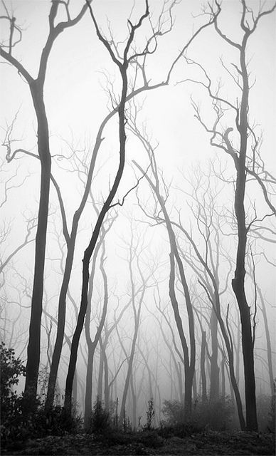 Dead Forest, Haunted Forest, Bare Tree, Foggy Forest, The Fog, Dark Forest, استوديو الصور, 그림 그리기, White Photography