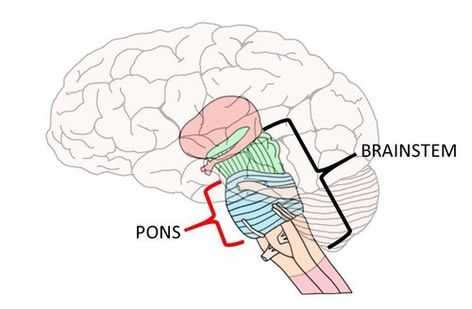 Know your brain: Pons — Neuroscientifically Challenged Medulla Oblongata, Ventral Tegmental Area, Nucleus Accumbens, Young Rabbit, Motor Coordination, Facial Nerve, Auditory Processing, Limbic System, Brain Anatomy