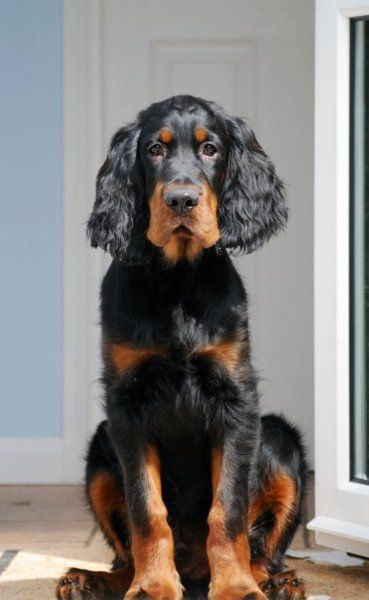 111+ Best Gordon Setter Dog Names – The Paws Setter Dogs, Red And White Setter, English Setters, Irish English, Gordon Setter, Irish Setters, Purebred Dogs, Bird Dogs, English Setter