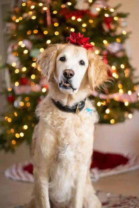 Pet Santa Photos, Christmas Gifts For Dogs, Christmas Pet Photos, Holiday Pet Photos, Christmas Golden Retriever, Dog Christmas Photos, Dog Christmas Pictures, Dogs Christmas, Gifts For Dogs