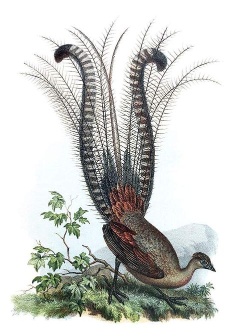 The superb lyrebird is a passerine bird in the family Menuridae native to Australia.  It derives its name from the shape of the adult male's tail, which consists of long feathers resembling a lyre Poem Collage, Lyre Bird, Folklore Design, Butterflies Decor, Ceramic Underglaze, Old Book Illustrations, Forest Gnome, Zoo Art, Sun Conure