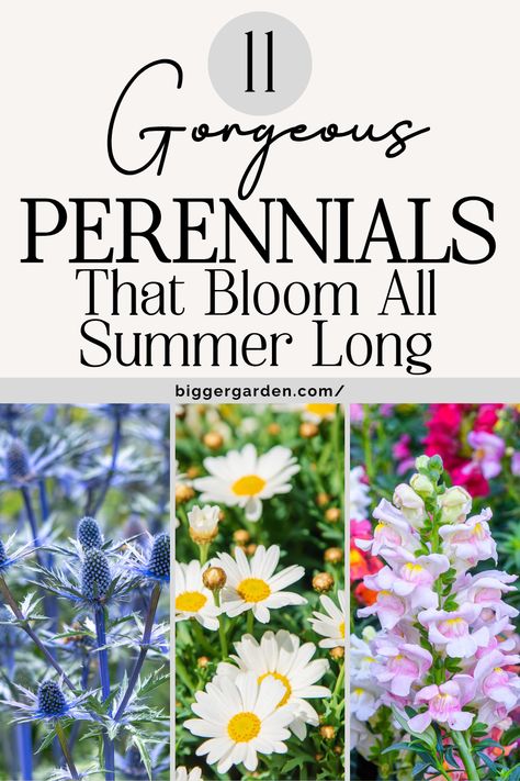 Find inspiration with 11 perennial flowers that bloom throughout summer, ideal for patio flower gardens, outdoor flower bed ideas, and around sheds. Perfect for backyard landscaping, these ideas include perennial flowers and summer plants in pots for a garden that stays colorful all season. Easy Planting Ideas, Perennial Flowers, Planting Ideas, Flowers Perennials, In Full Bloom, Flower Beds, Patio Garden, Planting, Perennials