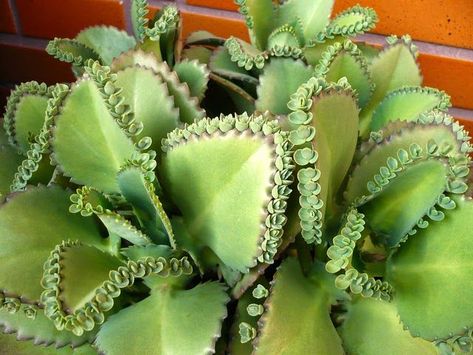 Mother Of Thousands Plant, Mexican Hat Plant, Mother Of Thousands, Planting Succulents Indoors, Succulent Landscape Design, Purple Succulents, Succulent Landscaping, Succulent Centerpieces, Types Of Succulents