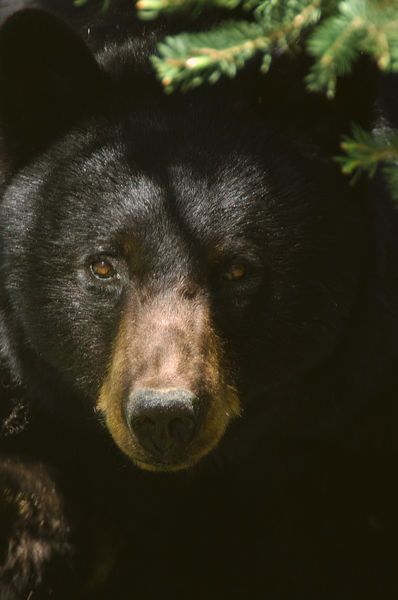 "Black Bear" Photography by Barbara Magnuson & Larry Kimball buy now as poster, art print and greeting card.. Black Bear Photography, Black Bear Aesthetic, Black Bear Painting, Black Bears Art, Bear Photography, American Black Bear, Black Bears, Bear Pictures, Pop Art Posters