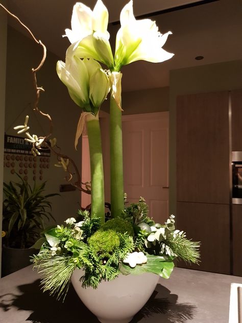 Amaryliss Christmas Arrangement, Amaryliss Flowers Christmas, Amaryllis Arrangement Christmas, Christmas Greenery Arrangements, Amaryllis Arrangement, Amaryllis Christmas, Hotel Flower Arrangements, Xmas Flowers, Winter Floral Arrangements